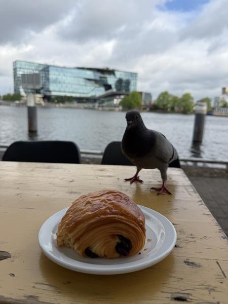 A curious pigeon stands on a wooden table, intently looking at a pain au chocolat on a white plate